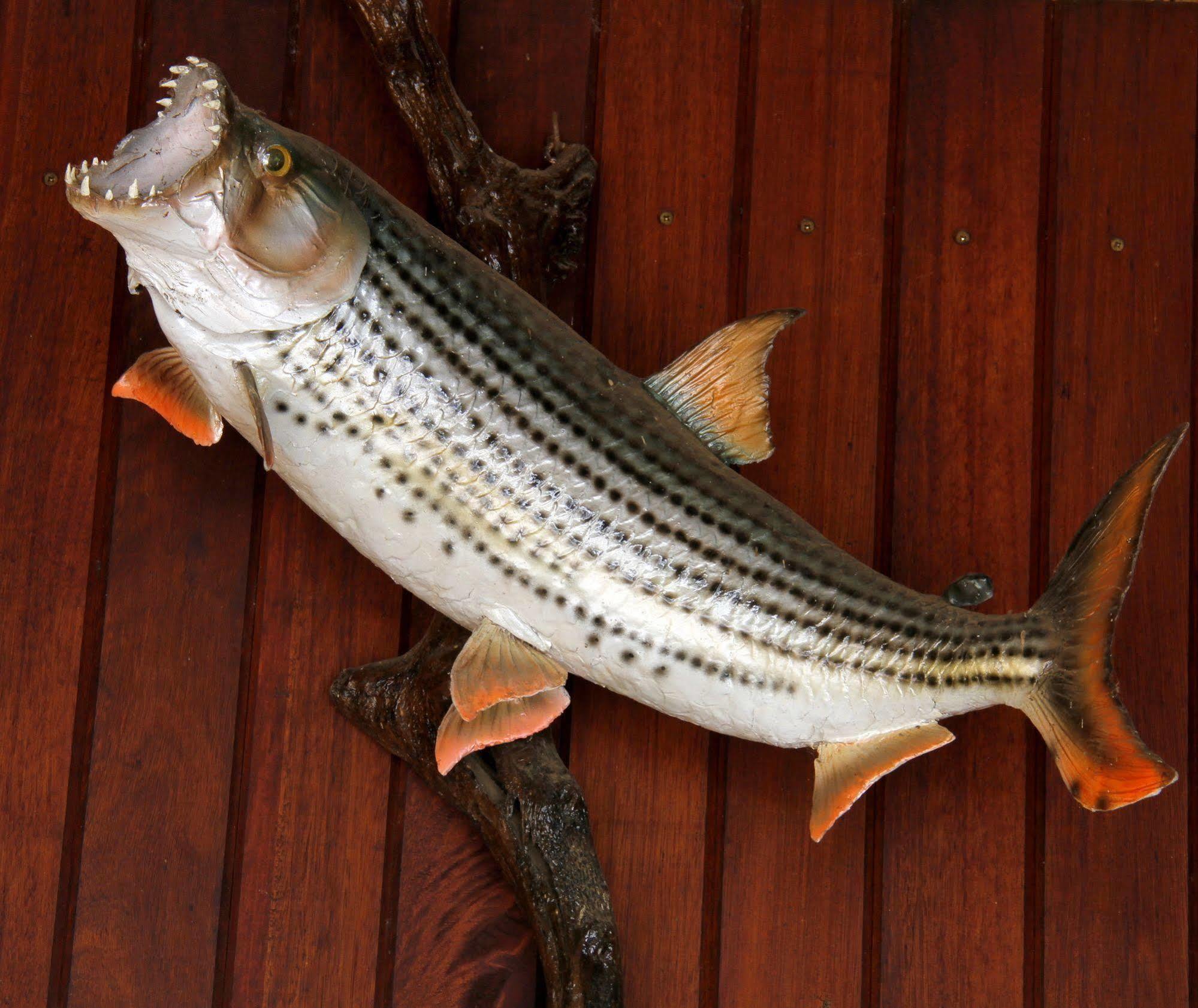 Shayamoya Tiger Fishing And Game Lodge Pongola Ngoại thất bức ảnh